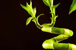 Lucky Bamboo
